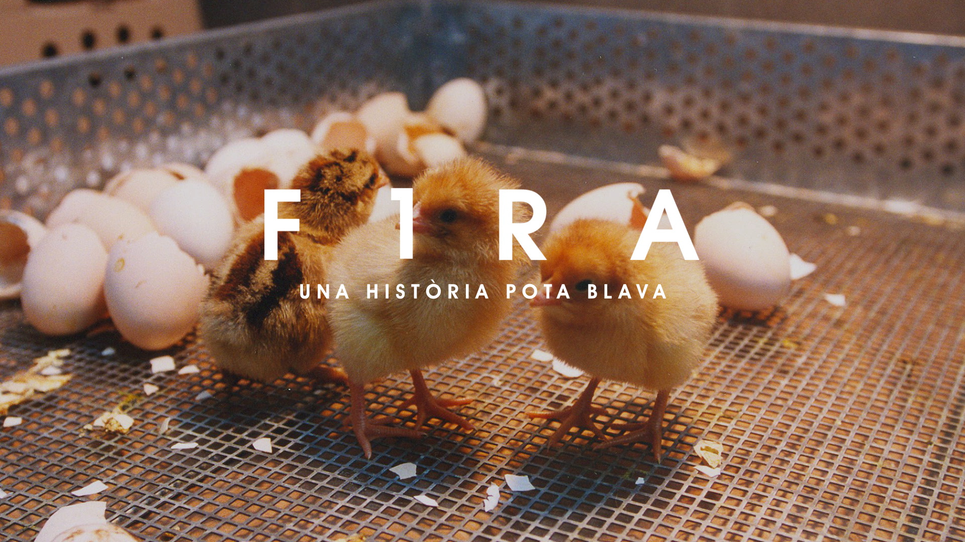 L´AGT estrena el documental “50 F1RA. Una història Pota Blava”,  un recorregut de les històries personals que han creat i evolucionat la Fira Avícola del Prat